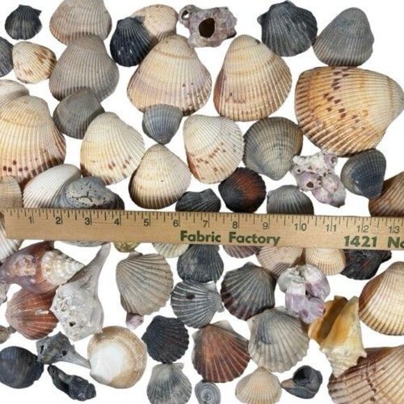 Lg Sea Shells Huge Lot Beautiful Assorted Seashells 3+ lbs. Crafts Decor Collect - Picture 10 of 10
